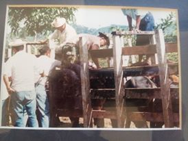 Showing my best side Vaccinating Cattle in Panama for Black Leg early 1990's.